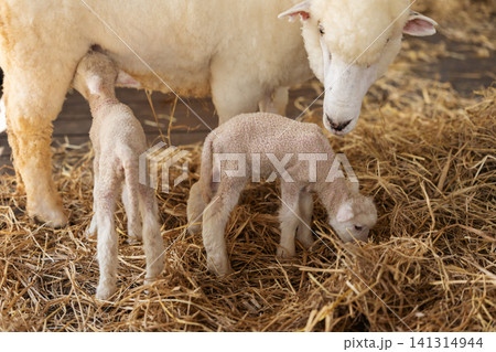 newborn lamb feeding or drinking milk from mother sheep on farm newborn lamb feeding or drinking milk from mother sheep on farm 141314944