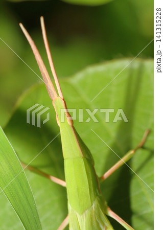 植物の葉にとまるショウリョウバッタの幼虫のアップ 植物の葉にとまるショウリョウバッタの幼虫のアップ 141315228