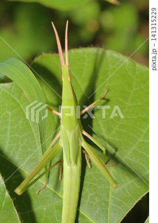 植物の葉にとまるショウリョウバッタの幼虫のアップ 植物の葉にとまるショウリョウバッタの幼虫のアップ 141315229