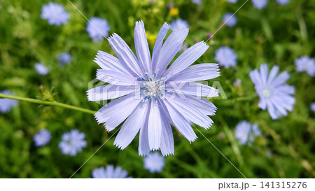 Blue Chicory Flower Blooming in Meadow Close Up Blue Chicory Flower Blooming in Meadow Close Up 141315276