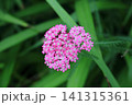 西洋ノコギリソウ 141315361