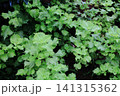 大葉 141315362