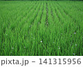 水田に稲の邪魔する雑草の花 141315956