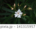 夾竹桃の白い花 141315957