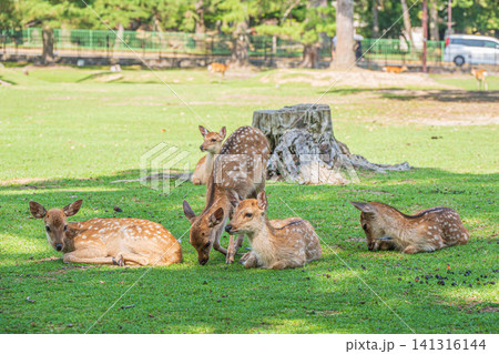 木陰で寛ぐ子鹿の群れ 奈良公園 木陰で寛ぐ子鹿の群れ 奈良公園 141316144