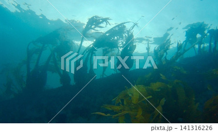 海中から見上げた光景 141316226