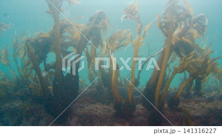 海中でゆられる昆布 海中でゆられる昆布 141316227