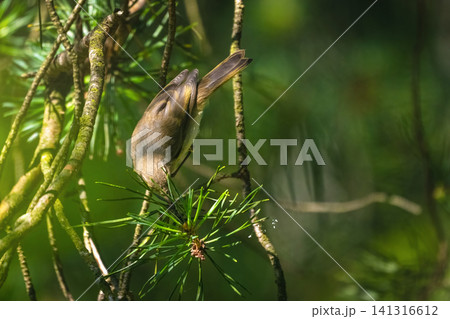 Common Chiffchaff (Phylloscopus collybita) perched on a pine branch in the forest. 141316612