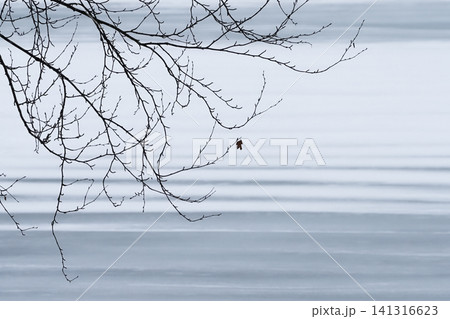 Abstract winter background with a bare tree branch on a background of snow. Abstract winter background with a bare tree branch on a background of snow. 141316623