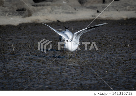 九州東よか干潟で羽ばたく絶滅危惧種の珍しい野鳥ズグロカモメの冬羽 九州東よか干潟で羽ばたく絶滅危惧種の珍しい野鳥ズグロカモメの冬羽 141316712