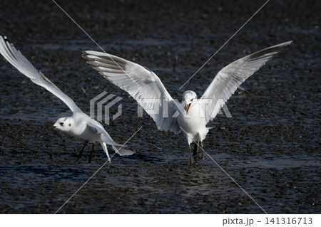 九州東よか干潟で羽ばたく絶滅危惧種の珍しい野鳥ズグロカモメの冬羽 九州東よか干潟で羽ばたく絶滅危惧種の珍しい野鳥ズグロカモメの冬羽 141316713