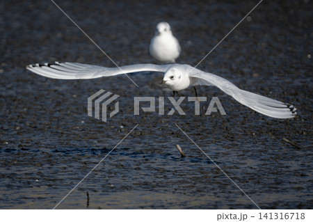 九州東よか干潟で羽ばたく絶滅危惧種の珍しい野鳥ズグロカモメの冬羽 九州東よか干潟で羽ばたく絶滅危惧種の珍しい野鳥ズグロカモメの冬羽 141316718