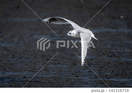 九州東よか干潟で羽ばたく絶滅危惧種の珍しい野鳥ズグロカモメの冬羽 九州東よか干潟で羽ばたく絶滅危惧種の珍しい野鳥ズグロカモメの冬羽 141316719