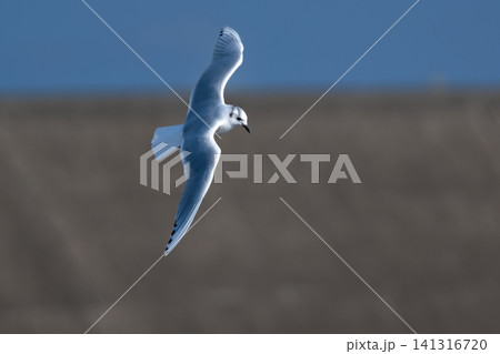 九州東よか干潟で羽ばたく絶滅危惧種の珍しい野鳥ズグロカモメの冬羽 九州東よか干潟で羽ばたく絶滅危惧種の珍しい野鳥ズグロカモメの冬羽 141316720