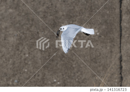 九州東よか干潟で羽ばたく絶滅危惧種の珍しい野鳥ズグロカモメの冬羽 九州東よか干潟で羽ばたく絶滅危惧種の珍しい野鳥ズグロカモメの冬羽 141316723