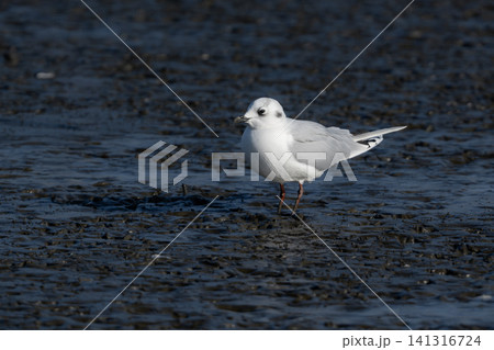 九州東よか干潟で羽ばたく絶滅危惧種の珍しい野鳥ズグロカモメの冬羽 九州東よか干潟で羽ばたく絶滅危惧種の珍しい野鳥ズグロカモメの冬羽 141316724