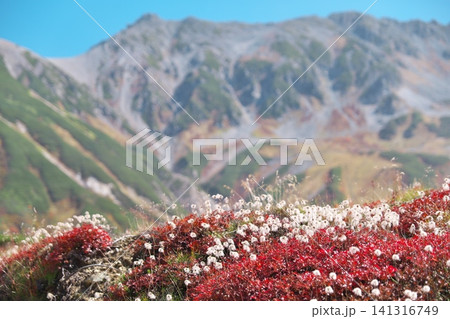 紅葉する立山連峰を背景に群生する秋のチングルマ 紅葉する立山連峰を背景に群生する秋のチングルマ 141316749