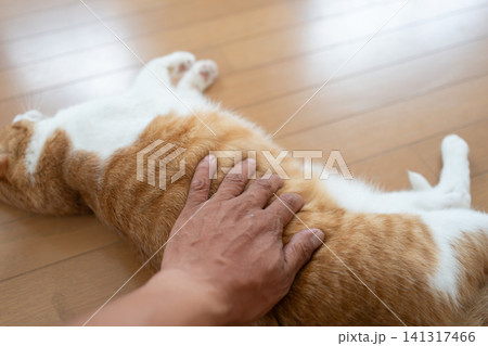 猫のお腹を撫でる 茶トラ白 猫のお腹を撫でる 茶トラ白 141317466