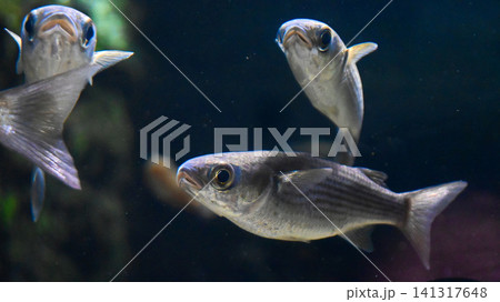 水族館の魚 141317648