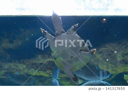 水族館の生物 水族館の生物 141317650