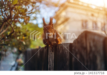 cute squirrel sitting at fence and looking at camera cute squirrel sitting at fence and looking at camera 141317718
