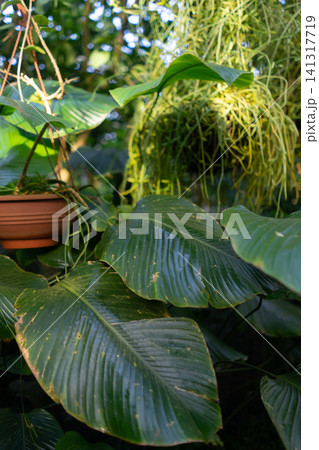 green philodendron plant in pot in botanical garden green philodendron plant in pot in botanical garden 141317719