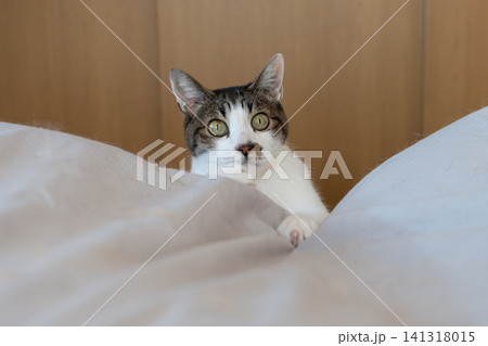 ちょこんと顔を出す可愛い猫 キジトラ猫 ちょこんと顔を出す可愛い猫 キジトラ猫 141318015