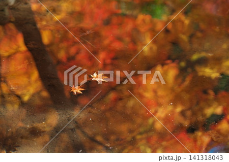池に映る紅葉と浮かぶもみじの葉 141318043