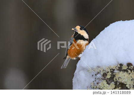 冬の雪景色の中に佇むかわいらしくて小さい日本の野鳥ヤマガラ 冬の雪景色の中に佇むかわいらしくて小さい日本の野鳥ヤマガラ 141318089