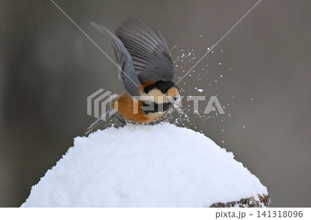 冬の雪景色の中に佇むかわいらしくて小さい日本の野鳥ヤマガラ 冬の雪景色の中に佇むかわいらしくて小さい日本の野鳥ヤマガラ 141318096