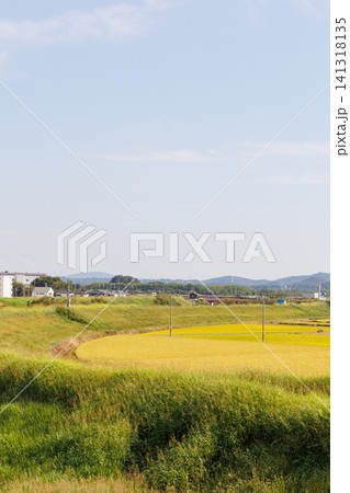 七郷橋から眺める黄金色の稲(兵庫県小野市西脇町) 七郷橋から眺める黄金色の稲(兵庫県小野市西脇町) 141318135