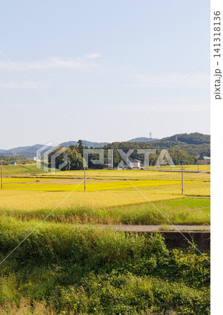 七郷橋から眺める黄金色の稲(兵庫県小野市西脇町) 七郷橋から眺める黄金色の稲(兵庫県小野市西脇町) 141318136