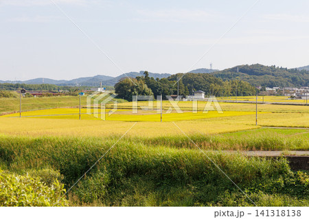 七郷橋から眺める黄金色の稲（兵庫県小野市西脇町） 141318138