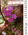 Five Pink Phlox Flowers 141318250