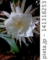 Nighy Blooming White Epiphyllum 141318253