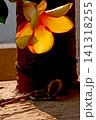 Yellow Flower Lit Behind 141318255