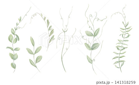 Set of watercolor greenery branches with curly tendrils on isolated background. Green plants clip art. Organic floral elements for wedding invitation, greeting card design, healthy food concept. Set of watercolor greenery branches with curly tendrils on isolated background. Green plants clip art. Organic floral elements for wedding invitation, greeting card design, healthy food concept. 141318259