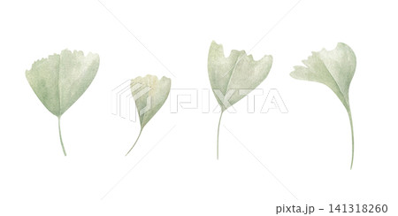Ginkgo biloba leaves set on isolated background. Watercolor gingko foliage in pastel green colors. Plant element illustration for wedding invitation, greeting card and Asian craft design. Ginkgo biloba leaves set on isolated background. Watercolor gingko foliage in pastel green colors. Plant element illustration for wedding invitation, greeting card and Asian craft design. 141318260