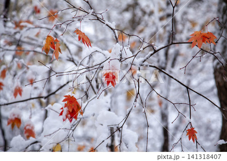 北海道の初雪に彩る紅葉、季節の移ろいを映す自然風景 北海道の初雪に彩る紅葉、季節の移ろいを映す自然風景 141318407