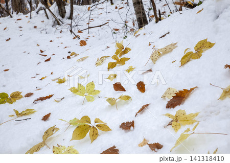 北海道の初雪に落ちた紅葉、黄葉が白い雪面に散らばる晩秋の風景 北海道の初雪に落ちた紅葉、黄葉が白い雪面に散らばる晩秋の風景 141318410