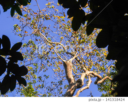 Low angle view of large tropical tree branches with lush green leaves against a clear blue sky. Nature background in Alas Purwo National Park, East Java, Indonesia. 141318424