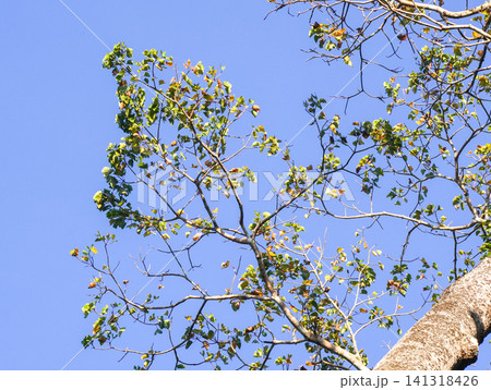 Low angle view of large tropical tree branches with lush green leaves against a clear blue sky. Nature background in Alas Purwo National Park, East Java, Indonesia. Low angle view of large tropical tree branches with lush green leaves against a clear blue sky. Nature background in Alas Purwo National Park, East Java, Indonesia. 141318426