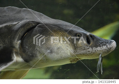 Large Atlantic sturgeon swims in deep blue salty water, close-up photo. Large Atlantic sturgeon swims in deep blue salty water, close-up photo. 141318445