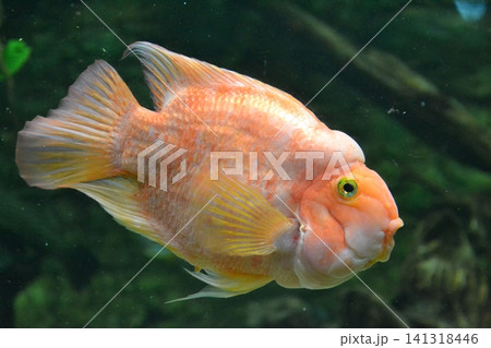 Red parrotfish, a hybrid of different cichlid species. Red parrotfish, a hybrid of different cichlid species. 141318446