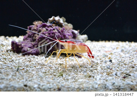 Marine background with small shrimp walking on the sea bottom. Sea and ocean life backdrop with blue water. Underwater inhabitant, side view. Diving, oceanarium or aquarium picture. High quality photo Marine background with small shrimp walking on the sea bottom. Sea and ocean life backdrop with blue water. Underwater inhabitant, side view. Diving, oceanarium or aquarium picture. High quality photo 141318447