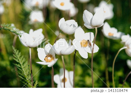 White anemones blooming in a field. Bee on an anemone flower. White anemones blooming in a field. Bee on an anemone flower. 141318474