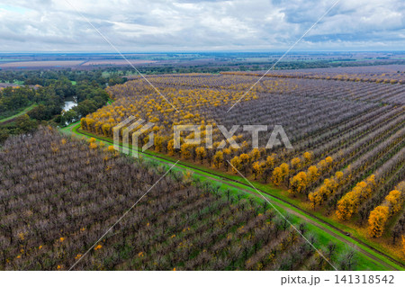 Aerial view of a productive pecan orchard at Biniguy, NSW, with a river winding through the plantation. The contrasting rows of mature pecan trees and the natural waterway Aerial view of a productive pecan orchard at Biniguy, NSW, with a river winding through the plantation. The contrasting rows of mature pecan trees and the natural waterway 141318542