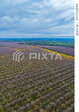 Aerial vertical view of orderly rows of pecan trees in a productive orchard at Biniguy, NSW. The trees are at different stages of growth, with some displaying bright yellow catkins Aerial vertical view of orderly rows of pecan trees in a productive orchard at Biniguy, NSW. The trees are at different stages of growth, with some displaying bright yellow catkins 141318694