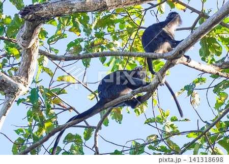 Wild Ebony Leaf Monkey (Trachypithecus auratus), also known as Javan lutung, sitting on a tree branch in the forest of Alas Purwo National Park, East Java, Indonesia. Wildlife photography of an exotic 141318698