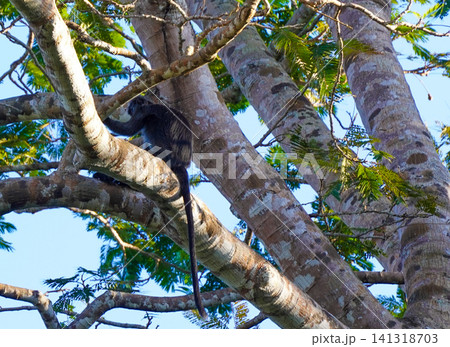 Wild Ebony Leaf Monkey (Trachypithecus auratus), also known as Javan lutung, sitting on a tree branch in the forest of Alas Purwo National Park, East Java, Indonesia. Wildlife photography of an exotic 141318703